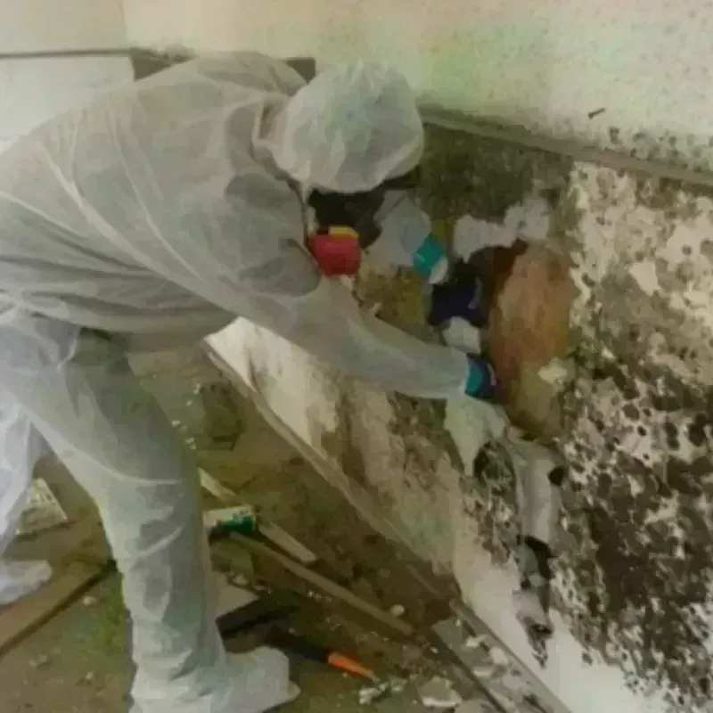 Mold Remediation and Removal in La Monte, MO